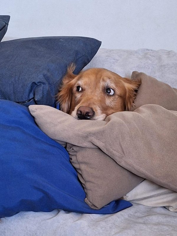 Max, my golden retriever, peeking out from a pile of couch cushions, his muzzle slightly white